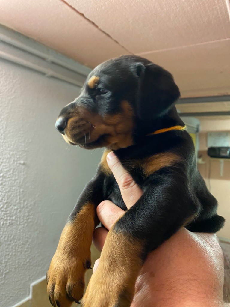 Vom steinigerweg - Chiot disponible  - Dobermann