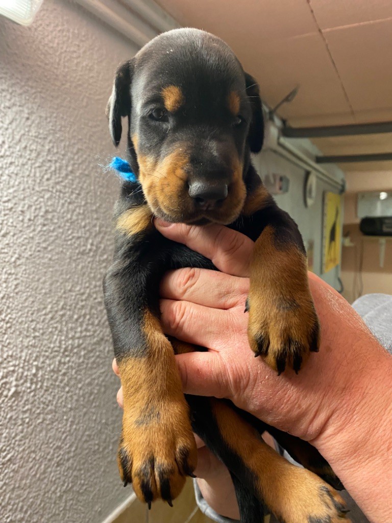 Vom steinigerweg - Chiot disponible  - Dobermann