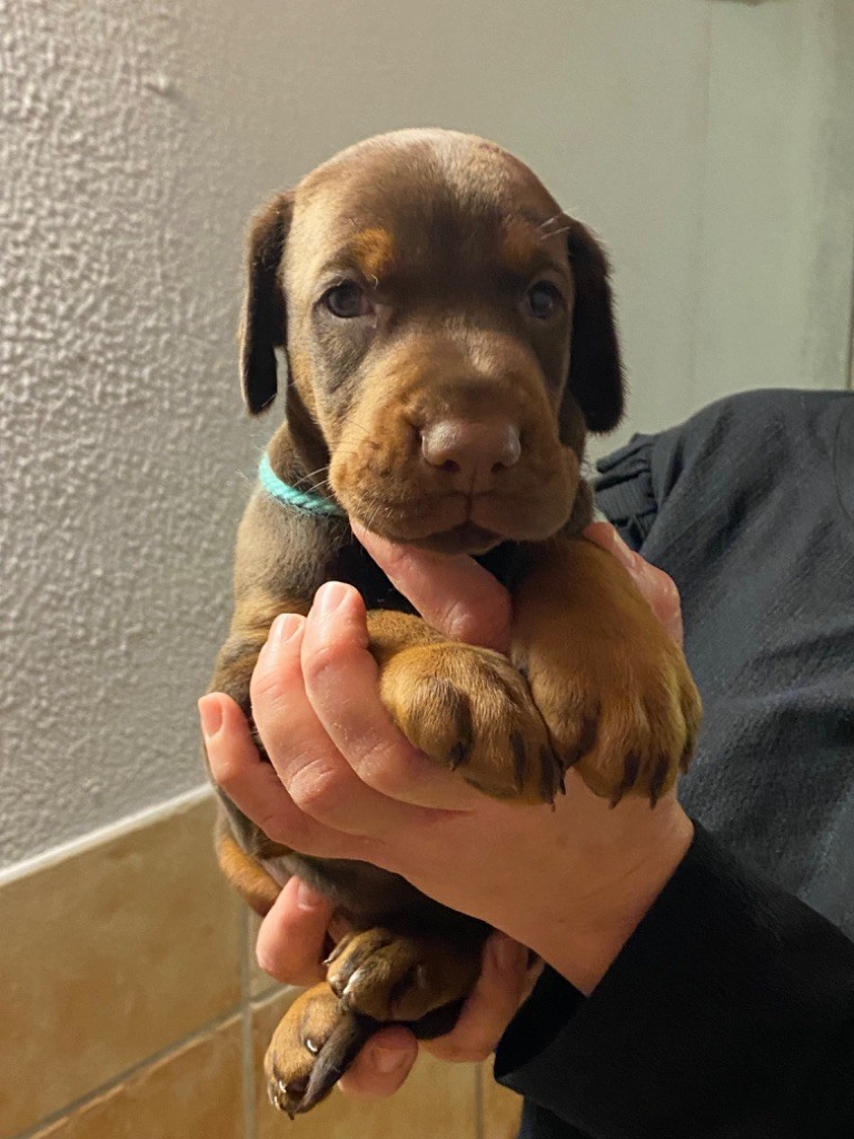 Vom steinigerweg - Chiot disponible  - Dobermann