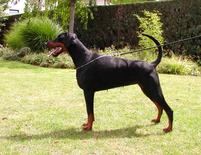 CH. Jamaha von nemesis