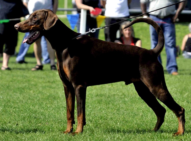 CH. Jeronimo von nemesis