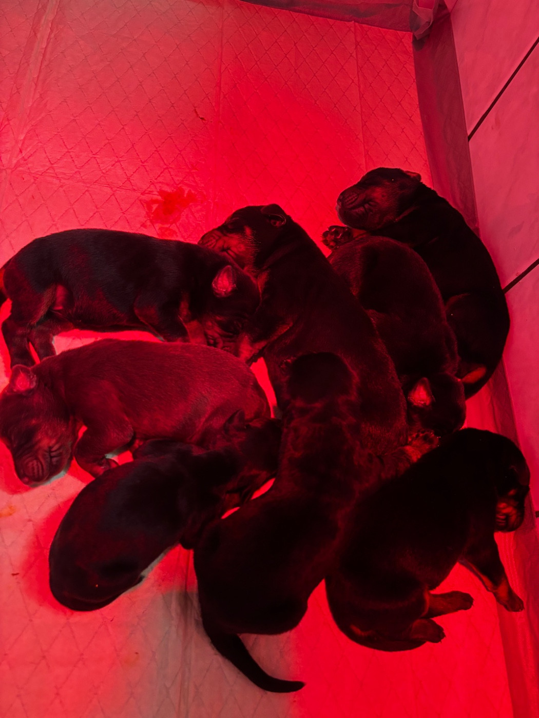 Vom steinigerweg - Chiots disponibles - Dobermann