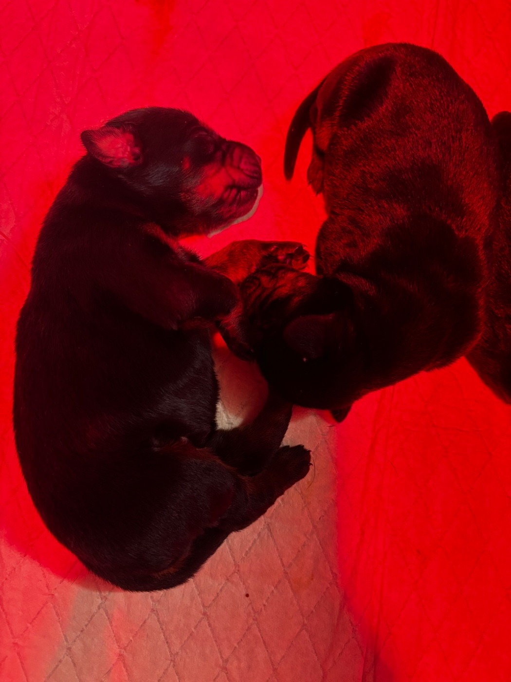 Vom steinigerweg - Chiots disponibles - Dobermann