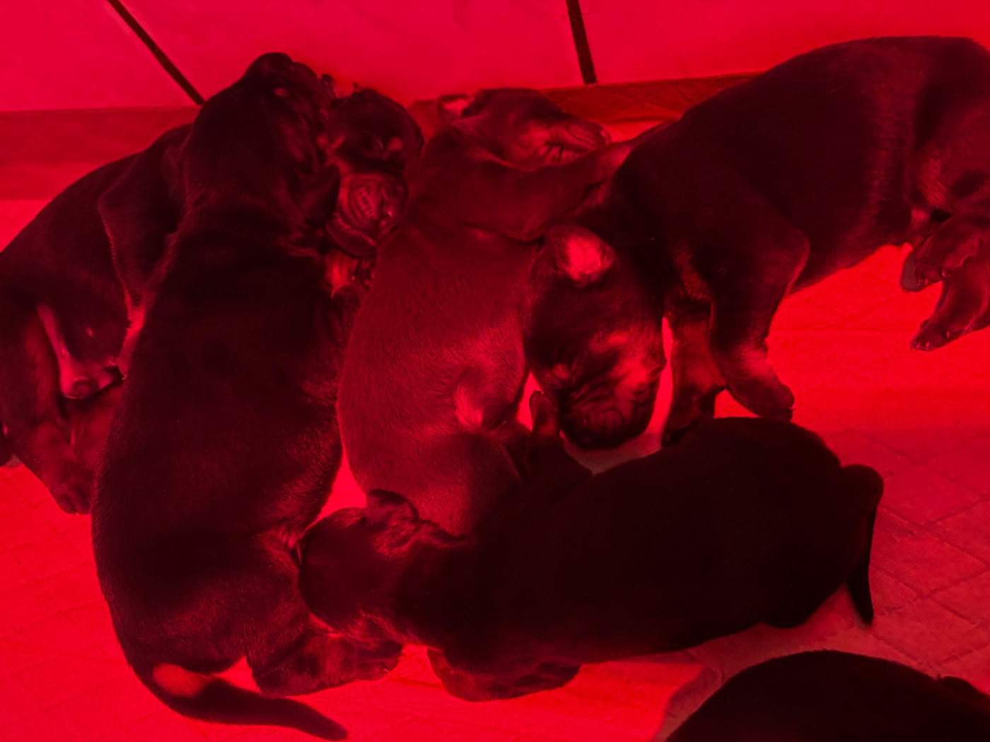 Vom steinigerweg - Chiots disponibles - Dobermann