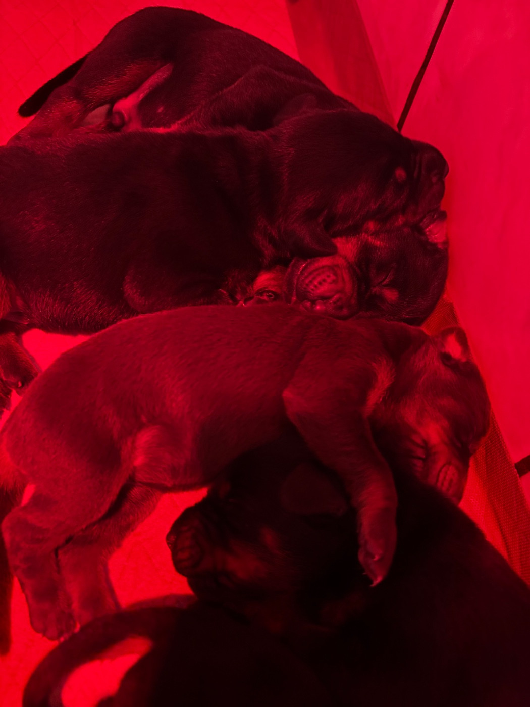 Vom steinigerweg - Chiots disponibles - Dobermann