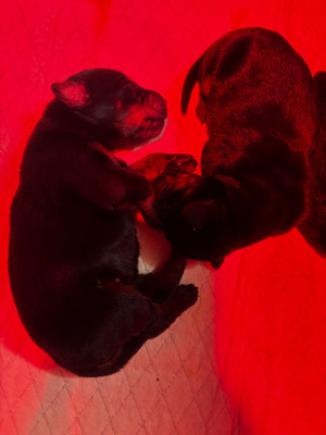 CHIOT 2
