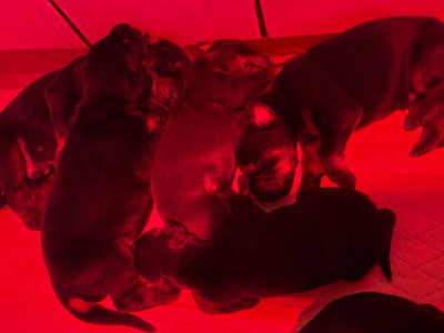 CHIOT 3